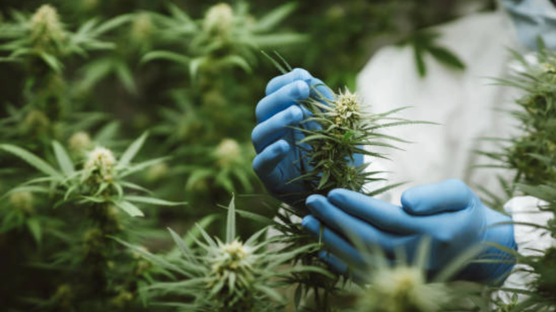 Cannabis Buds Trimmed for Shipment 357 Canna Logistics